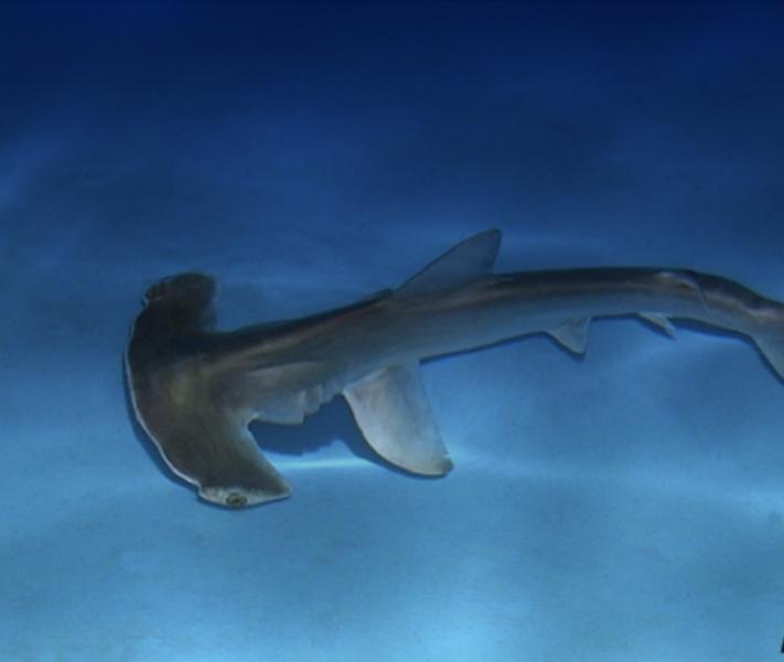 ปลาฉลามหัวค้อนยาว