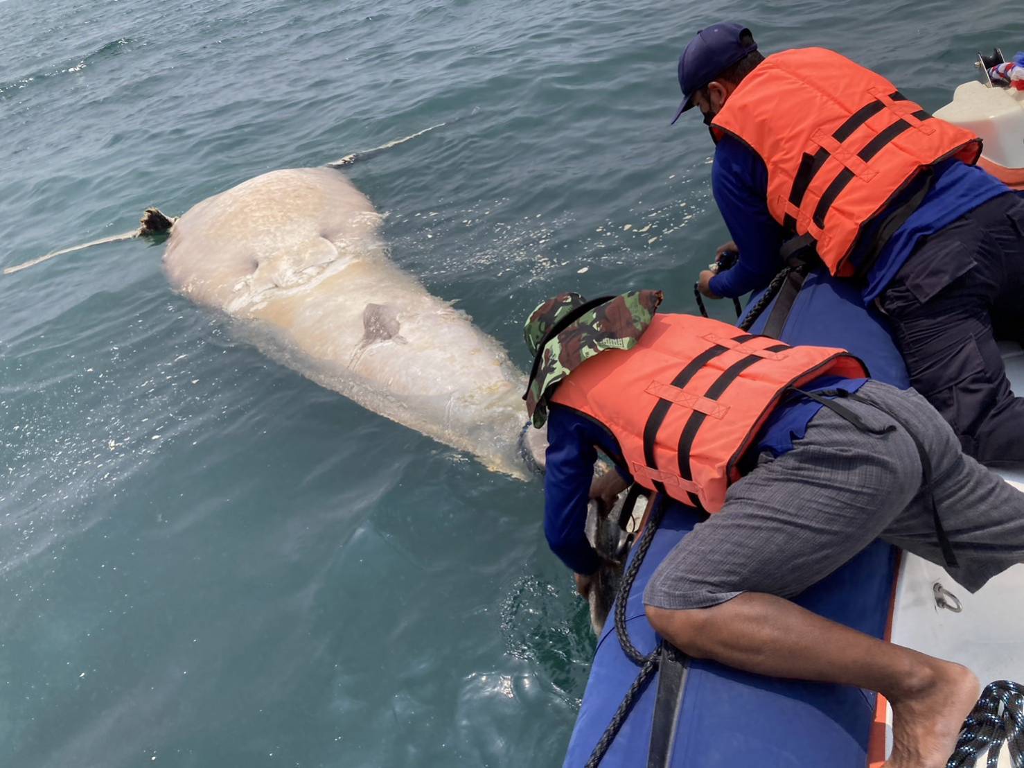 พบซากฉลามวาฬลอยในทะเล