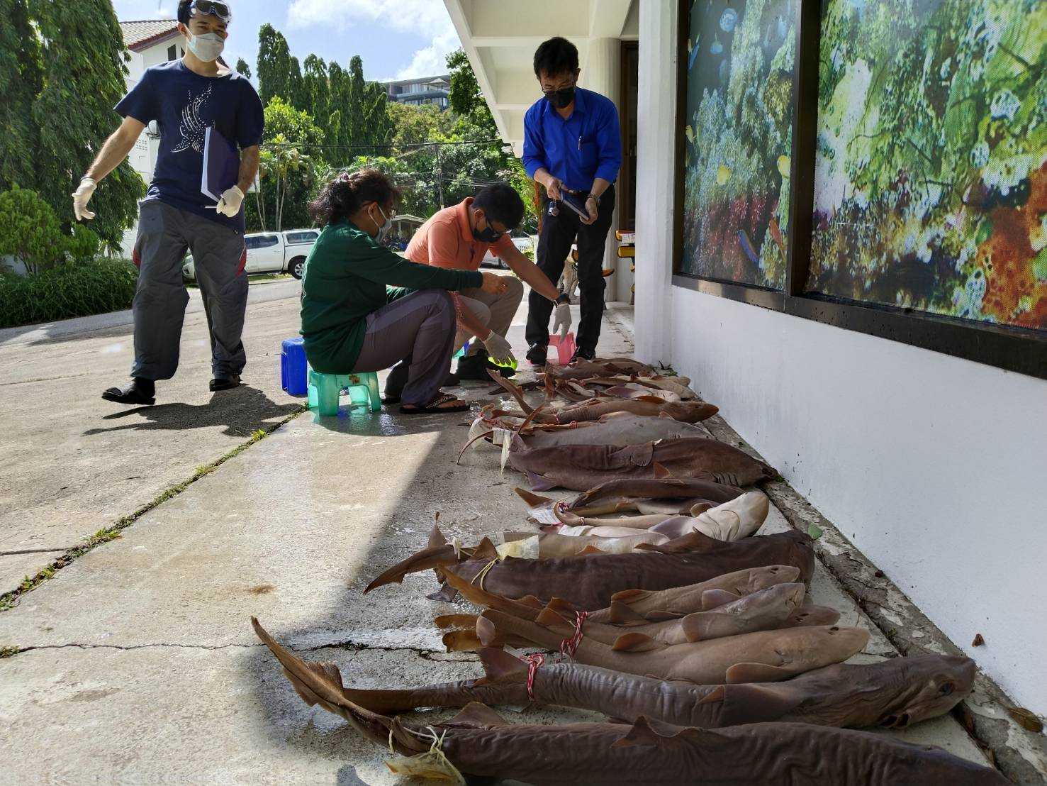 การจำแนกชนิดปลากระดูกอ่อน พิพิธภัณฑ์สัตว์และพืชทะเล