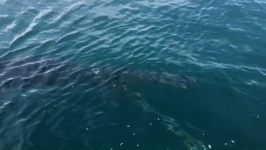 ฉลามวาฬว่ายเข้าหาเรือขอความช่วยเหลือช่วยตัดเศษอวนพันหาง